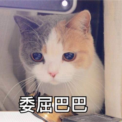 猫猫表情包